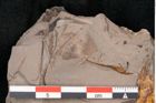 Foto (Detailansicht) von Plantae indet.  (NHMW-GEO-2024-0188-11551)